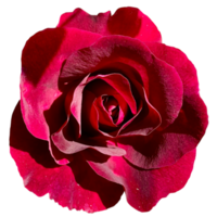 ibrido tè cespuglio Rose png