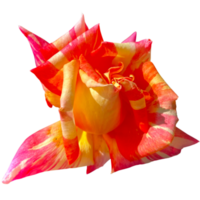 Karibik Rose Blumen png