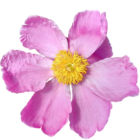 mooi Paeonia anomalie roze bloem png