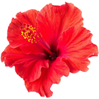 Shoeblackplant red flower png