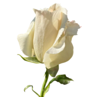 White Rose Flower png