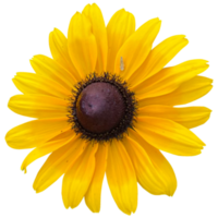 flor ojos negro Susan amarillo png