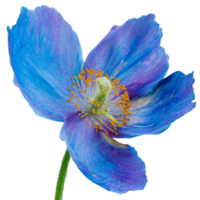 himalayen bleu coquelicot fleurs png
