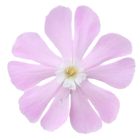 Red campion Silene dioica flowers png
