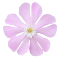 röd campion silen dioica blommor png