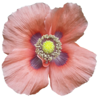 Pink and Purple Poppy Flower in Bloom png