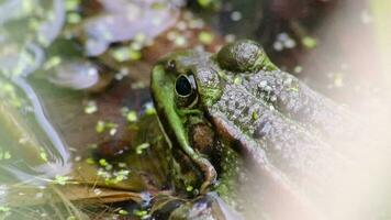 grande verde rã dentro jardim lagoa com lindo reflexão às a água superfície mostra rã olhos dentro jardim biótopo dentro macro Visão e idílico habitat para anfíbios acasalamento dentro Primavera esperando para insetos video