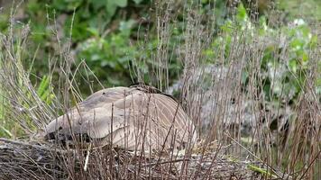 Breeding Canada goose branta canadensis sitting relaxed on its nest and taking care of its eggs and nest-building as mother goose with brown feathers on a small island in a lake in spring time video