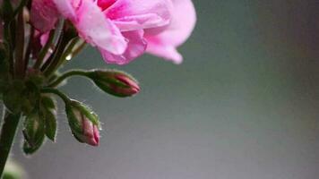 bellissimo fiori nel il giardino o su il balcone su piovoso giorno con pesante pioggia e gocce di pioggia su il colorato petali di geranio fiore e fucsia fiore mostrare vitalità nel primavera e estate bellezza video