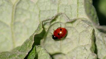 Cute little ladybug with red wings and black dots warming up in the sun before hunting louses as louse hunter and organic pest control for garden lovers and organic agriculture as beneficial insect video