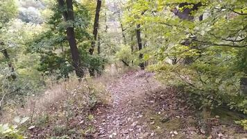 promenad genom höst skog med färgrik lövverk i solsken och grön löv med träd i friska miljö, rena luft och idyllisk scen i de trän i falla säsong slutar på en bänk i de trän video