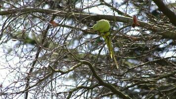 Green rose-necked parakeet couple Psittaculidae mating in spring in a tree with its red beak as invasive species in Europe for wildlife birdwatching pairing for little parrots video