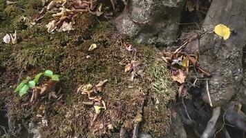 marcher par l'automne forêt avec coloré feuillage dans ensoleillement et vert feuilles avec des arbres dans en bonne santé environnement, nettoyer air et idyllique scène dans le les bois dans tomber saison prend fin à une banc dans le les bois video