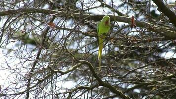 Green rose-necked parakeet Psittaculidae eating fresh buds in spring in a tree holding the blossom with its claw and opening with its red beak as invasive species in Europe for wildlife birdwatching video
