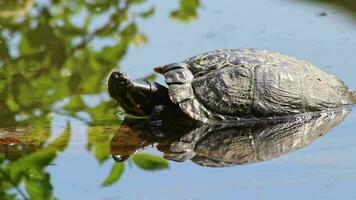 Sunbathing turtle at the shore of a lake warming up in the sunshine as reptiles in natural environment slow walking but fast swimming and deep diving attentive tortoises and exotic pets in garden pond video