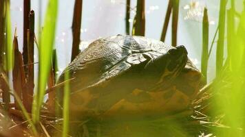 Sonnenbaden Schildkröte beim das Ufer von ein See Erwärmen oben im das Sonnenschein wie Reptilien im natürlich Umgebung schleppend Gehen aber schnell Schwimmen und tief Tauchen aufmerksam Schildkröten und exotisch Haustiere im Garten Teich video