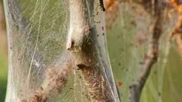 Many spinning moth caterpillars as canker worms in silky cocoon infest trees and attack plants as huge caterpillar colony before metamorphosis to spinning moth are a dangerous thread for organic farms video