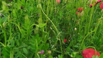 vistoso amapola flor campo con muchos rojo flores en lleno soplar y floreciente como de cerca ver con lento movimiento y rojo pétalos para decorativo primavera y verano sensación como vistoso prado de flores video
