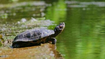 Sunbathing turtle at the shore of a lake warming up in the sunshine as reptiles in natural environment slow walking but fast swimming and deep diving attentive tortoises and exotic pets in garden pond video