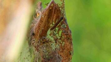 veel spinnen mot rupsen net zo kanker wormen in zijdezacht cocon plagen bomen en aanval planten net zo reusachtig rups- kolonie voordat metamorfose naar spinnen mot zijn een gevaarlijk draad voor biologisch boerderijen video