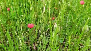 Colorful poppy flower field with many red flowers in full blow and blooming as close-up view with slow motion and red petals for decorative spring and summer feeling as colorful meadow of flowers video