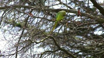 verde cuello de rosa perico psitáculidos comiendo Fresco brotes en primavera en un árbol participación el florecer con sus garra y apertura con sus rojo pico como invasor especies en Europa para fauna silvestre ornitología video