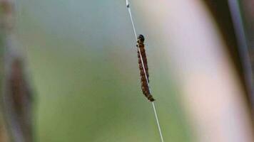 hilado polilla orugas equilibrio en red de sedoso capullo infestar arboles y ataque plantas como enorme oruga colonia antes de metamorfosis a hilado polilla son un peligroso hilo para orgánico granjas video