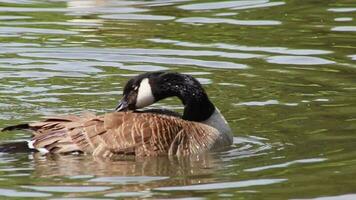 Canadá ganso limpieza sus plumas con un bañera en el claro agua de un lago en un parque mientras nadando a compañero en apareamiento temporada con negro cabeza y negro pico con gris plumas y borroso antecedentes video