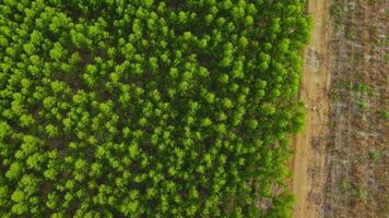 aereo Visualizza di tropicale foresta con nebbia nel il mattina. superiore Visualizza a partire dal fuco di bellissimo montagna tropicale foresta durante inverno nel Tailandia. naturale paesaggio sfondo. video