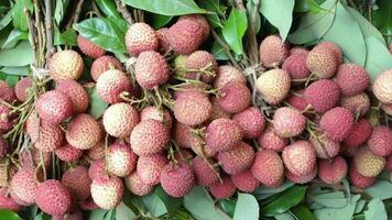 Fresh Lychee on table close up video