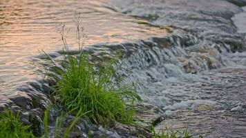 the flowing water of a summer river with a small rapid waterfall in slow motion at evening light video