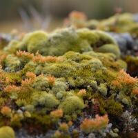 Arctic tundra lichen moose close up photo