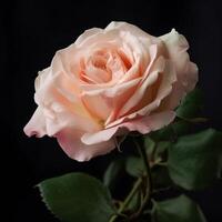 Pink tender rose flower photo