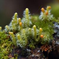 Arctic tundra lichen moose close up photo