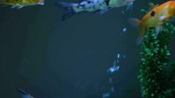 acuario vistoso peces en oscuro azul agua video