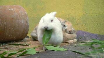 a peludo e fofo fofa pequeno branco Coelho é comendo verde folhas com delícias dentro uma Coelho levantando Fazenda video