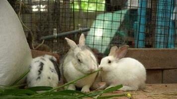 Gruppe von das pelzig und flauschige süß klein Hase ist Essen Grün Blätter mit Köstlichkeit im ein Hase erziehen Bauernhof video