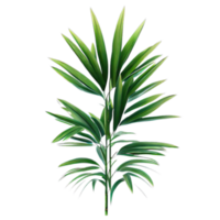 isolated tropical and summer plant png