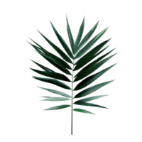 isolated tropical and summer plant png