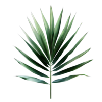 isolated tropical and summer plant png