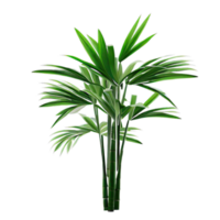 isolated tropical and summer plant png