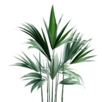 isolated tropical and summer plant png