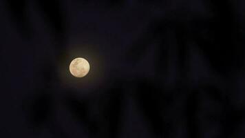 Silhouette of branches from tree blowing in the wind with full moon. video