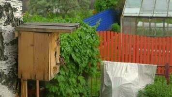 Wagtail bird Motacilla alba nest in birdhouse video