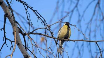 Great titmouse sitting and washing on a birch branch video