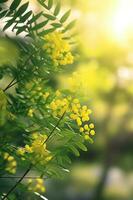 a close up of landscape of lush greenery with Acacia photo