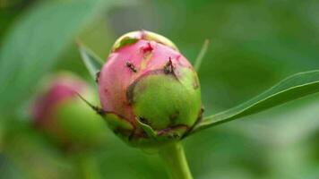 bourgeon de pivoine rose avec fourmi, ralenti. video