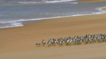 gregge di maggiore sabbia piviere charadrius leschenaultii su Mai khao spiaggia, Phuket, yhailandia video