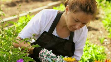 Gärtner Pflege zum Blumen. Gartenarbeit ist ein Hobby. wachsend und Pflege zum Blumen video