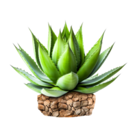 Aloe vera Blumentopf Pflanze ai generativ png